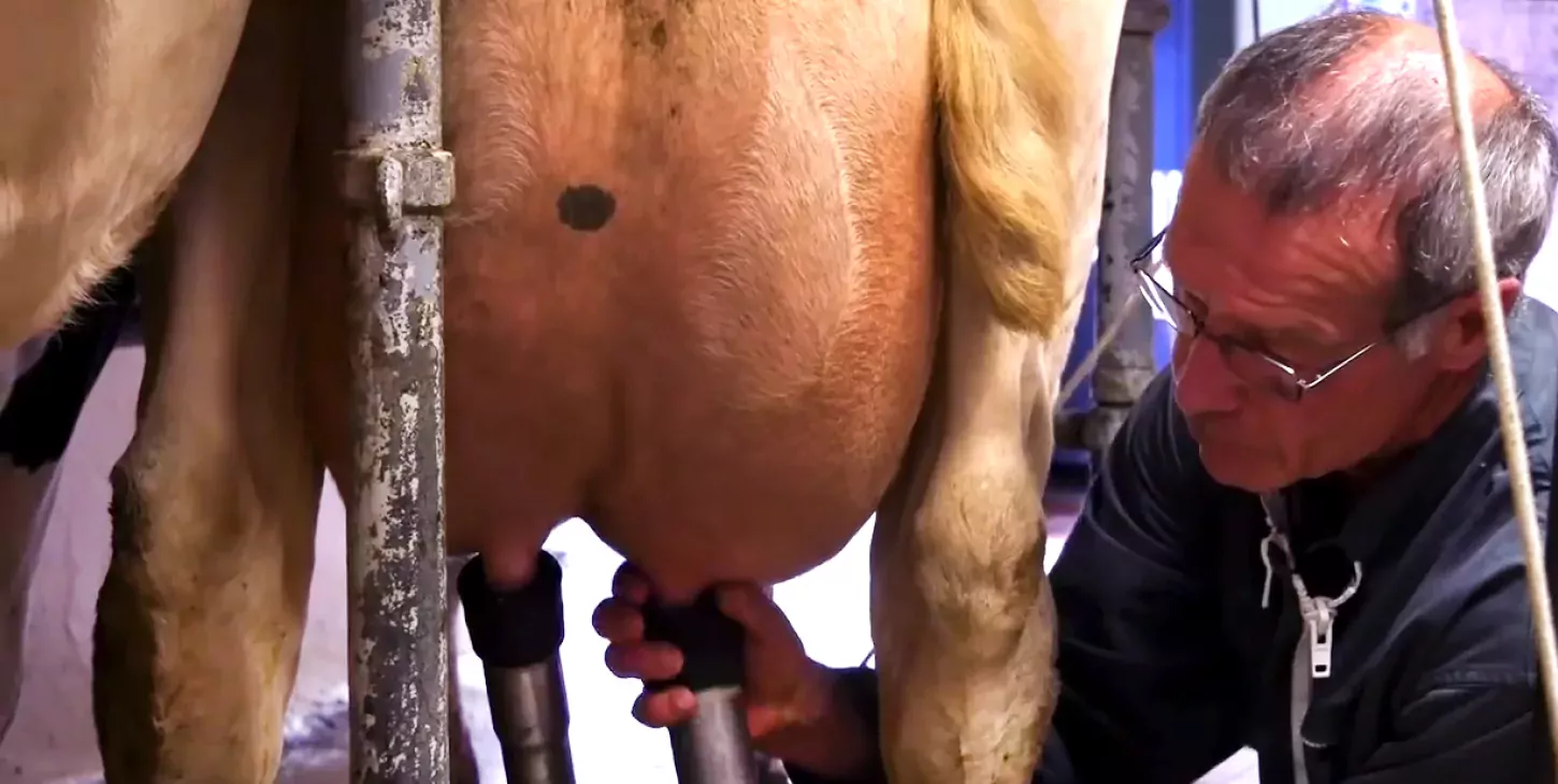 Paul tells us about milking
