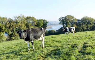 élevage daoulas éleveur paysan breton