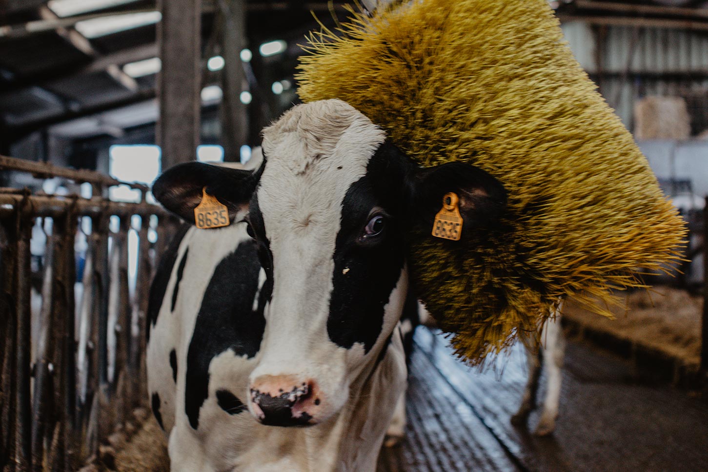  Vaches massées par des brosses massantes pour leur bien-être Paysan Breton