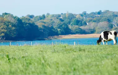 Vache au pré