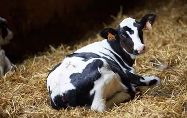Julien describes the birth of a calf
