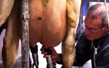 Paul over het melken van koeien
