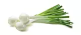 Spring onion