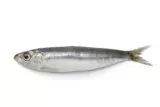 Sardine