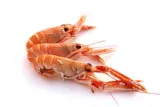 Langoustine